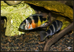 Astatotilapia Latifasciata оз. Виктория