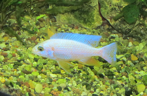 Sciaenochromis fryery all white