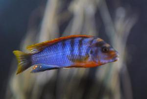 labidochromis kimpuma