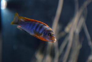 labidochromis kimpuma