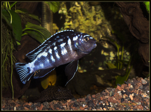 Меланохромис Йохани (Melanochromis Johanni)