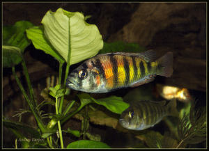 Haplohromis sp.44 