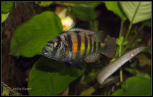 Haplohromis sp.44 