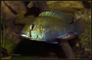 Astatotilapia Calliptera 