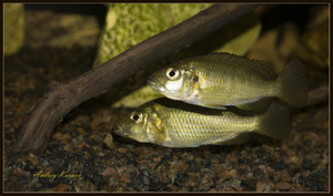 Astatotilapia Calliptera 