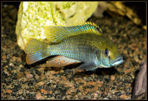 Astatotilapia Calliptera 