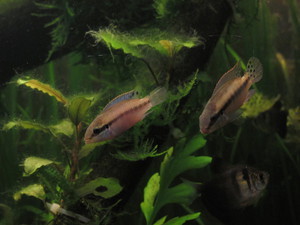 Enigmatochromis lucanusi - пара