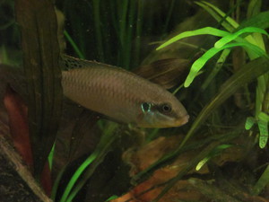 Самец Enigmatochromis lucanusi