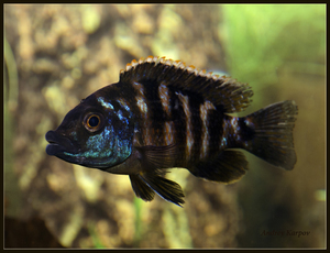 Placidichromis Milomo  Super VS-10