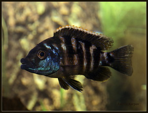 Placidichromis Milomo "Super VS-10"