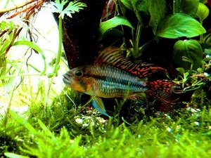 Apistogramma сacatuoides