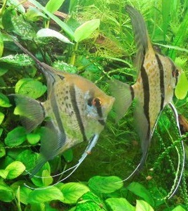 Pterophyllum scalare