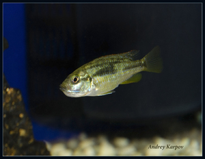 Astatotilapia Calliptera (riverine cichlids in the region of lake Victoria)