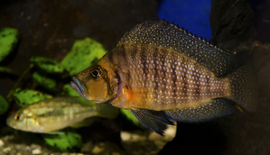 Altolamprologus compressiceps Gold head