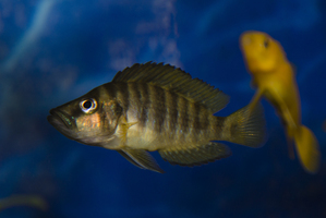 Altolamprologus compressiceps Gold head