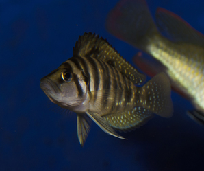 Altolamprologus compressiceps Gold head