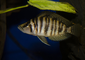 Altolamprologus compressiceps Gold head