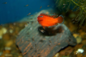 Hemichromis 