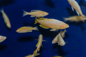 Cyprichromis leptosoma Jumbo kitumba albino