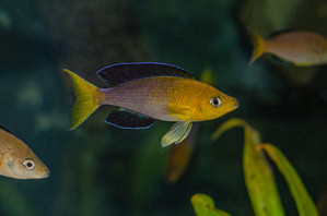 Cyprichromis leptosoma Jumbo Yellow head