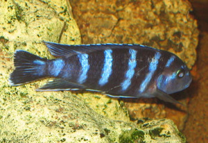 Pseudotropheus demasoni