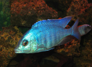 Placidochromis elektra