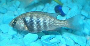 Placidochromis phenochilus