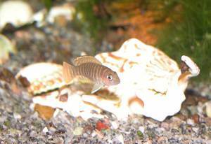 Lamprologus similis