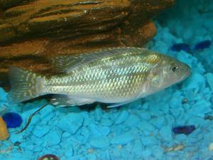 Nimbochromis fuscotaeniatus