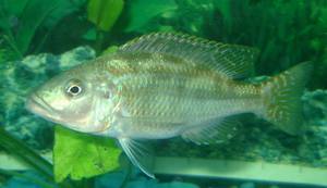 Nimbochromis fuscotaeniatus