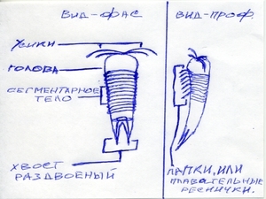 паразит