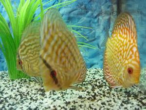 Discus