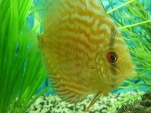 Discus