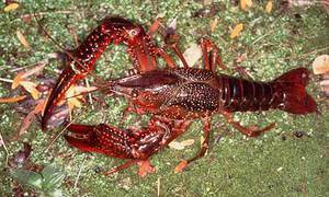 Procambarus clarkii