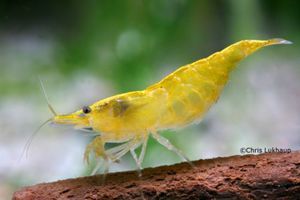 Креветка Жёлтая ( Neocaridina heteropoda var. yellow )