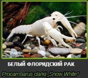 procambarus clarkii white