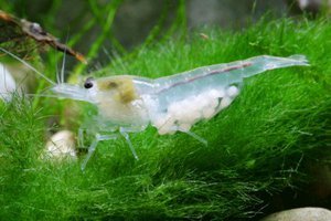 КРЕВЕТКА СНЕЖИНКА (NEOCARIDINA CF. ZHANGJIAJIENSIS VAR. WHITE)