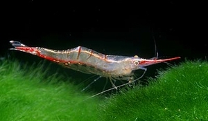 КРАСНОНОСАЯ КРЕВЕТКА-RED NOSE SHRIMP CARIDINA GRACILIROSTRIS