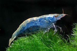 КРЕВЕТКА БАБАУЛТИ СИНЯЯ CARIDINA BABAULTI 'BLUE'