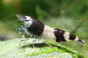 КРЕВЕТКА-ШМЕЛЬ-CARIDINA CF. BREVIATA