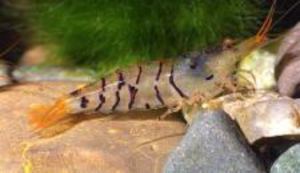 ТИГРОВАЯ КРЕВЕТКА-TIGER SHRIMP, CARIDINA CANTONENSIS SP. 