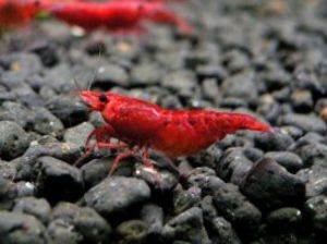 КРЕВЕТКА ВИШНЕВАЯ ( КРАСНЫЙ ОГОНЬ)-NEOCARIDINA HETEROPODA VAR. RED FIRE