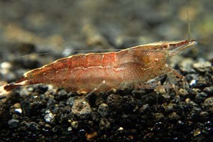 КРЕВЕТКА КАМУФЛЯЖ ПУСТЫНИ CARIDINA SP.CAMOUFLAGE COLOR DESERT