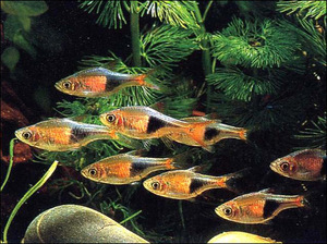 КЛИНОПЯТНИСТАЯ РАСБОРА(RASBORA HETEROMORPHA)