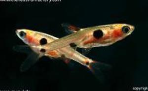 РАСБОРА ПЯТНИСТАЯ - BORARAS MACULATUS (RASBORA MACULATA)