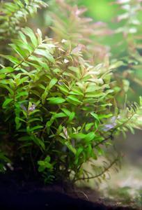 Rotala macrandra 