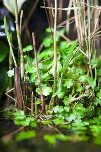 Hydrocotyle tripartita