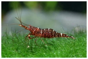 Креветка Красная орхидея(Caridina glaubrechti)