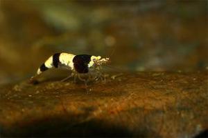 Креветка Сулавесская Пчела  Caridina sp. Sulawesi Bee(Mambo Bee)