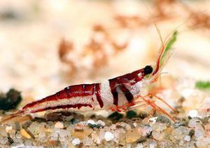 Креветка Арлекин Caridina Spongicola (Harlequin)